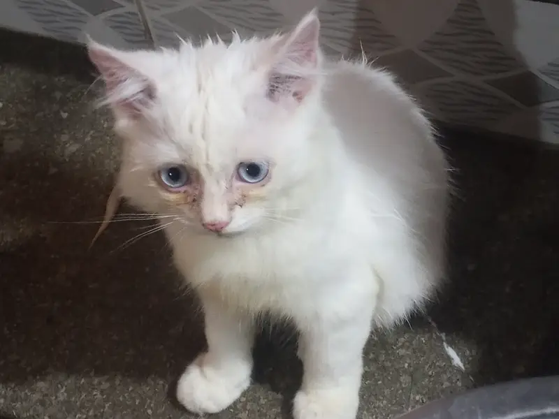 Beautiful persion cate — photo 2