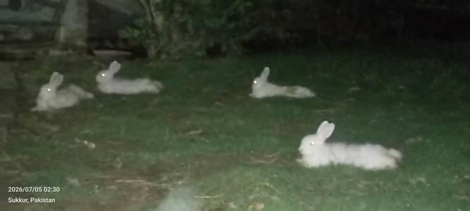 Angora White Rabbit per piece