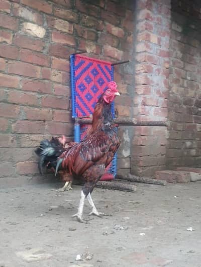 Golden Misiri & Aseel cross Murga for sale