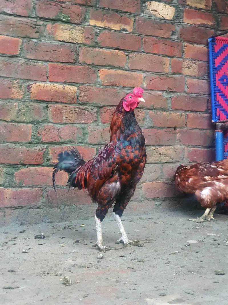 Golden Misiri & Aseel cross Murga for sale — photo 2