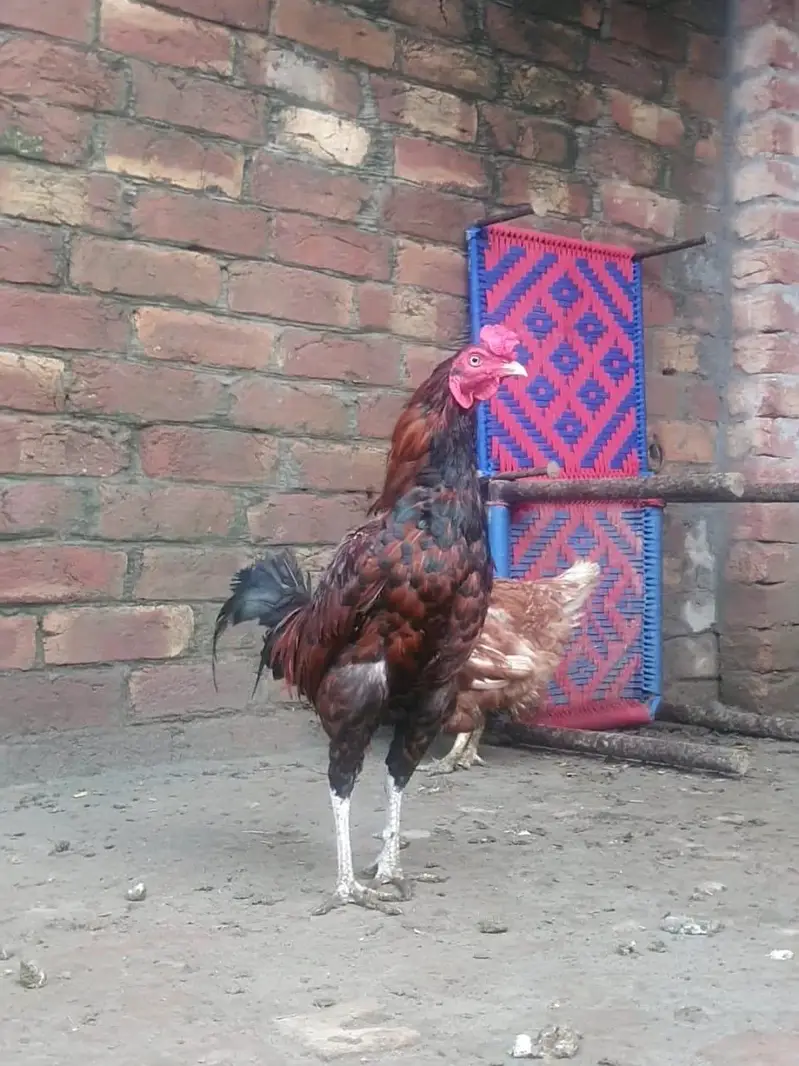 Golden Misiri & Aseel cross Murga for sale — photo 3