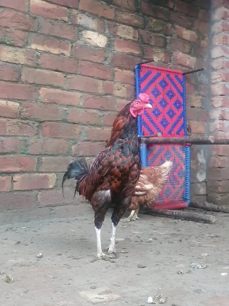 Golden Misiri & Aseel cross Murga for sale — photo 4