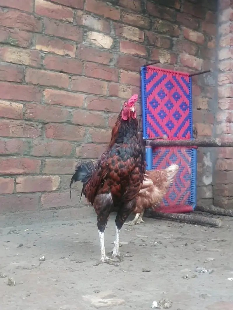 Golden Misiri & Aseel cross Murga for sale — photo 5