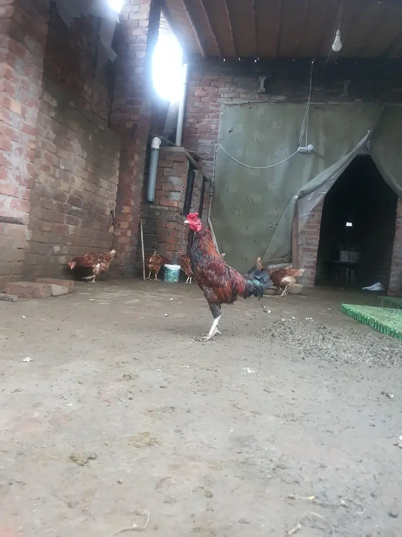 Golden Misiri & Aseel cross Murga for sale — photo 6