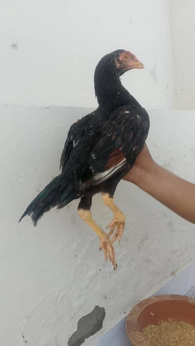 lasani patha for sale.