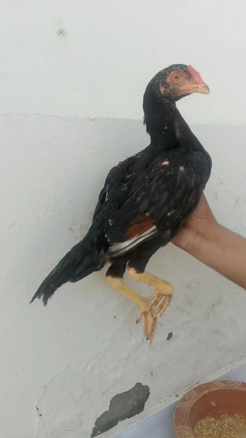 lasani patha for sale. — photo 3