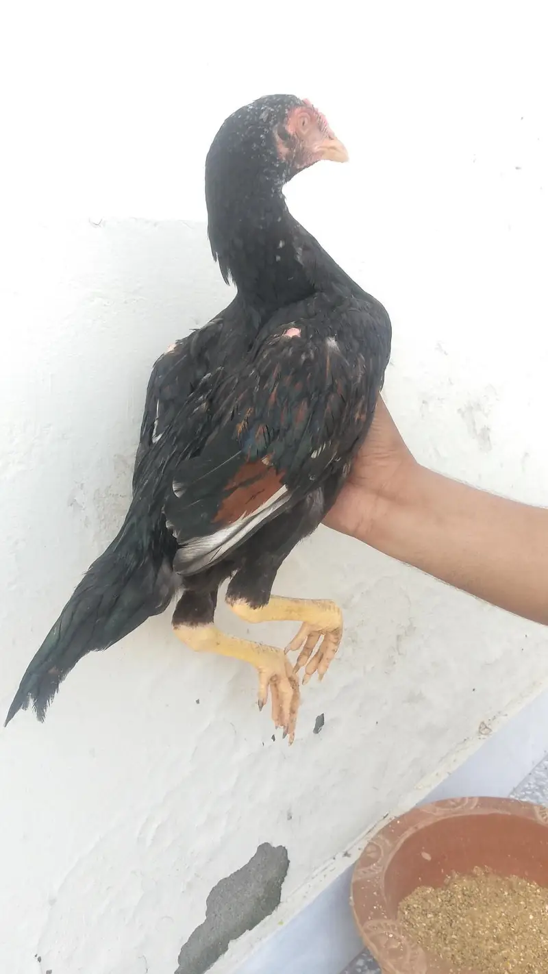 lasani patha for sale. — photo 4