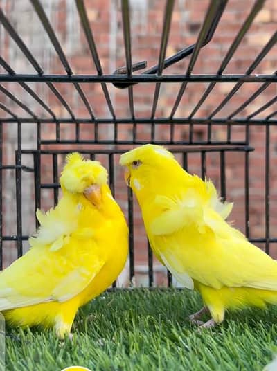 nice Bird