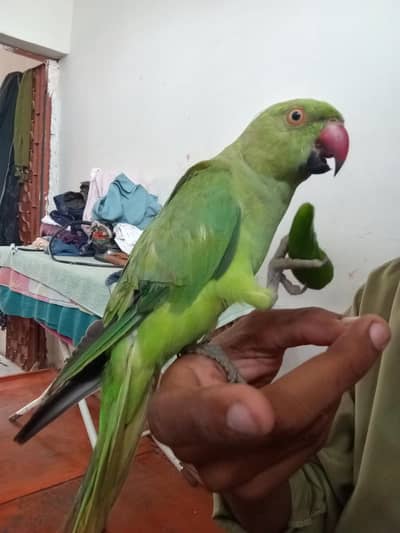 Ringneck Male