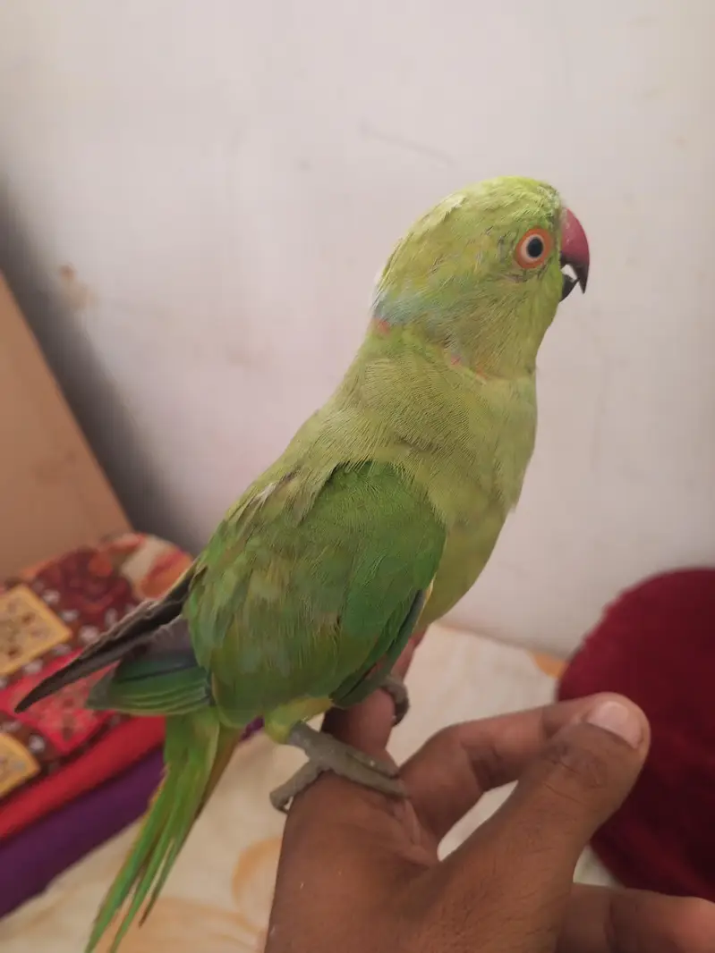 Ringneck Male — photo 2