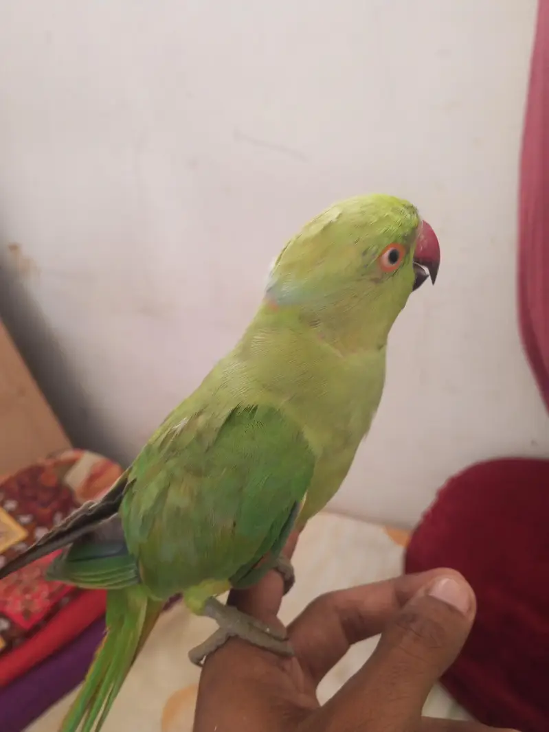 Ringneck Male — photo 3