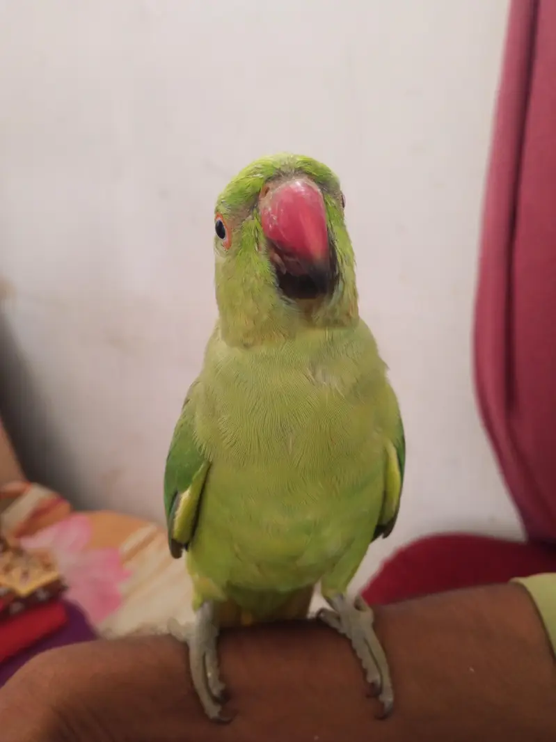 Ringneck Male — photo 4