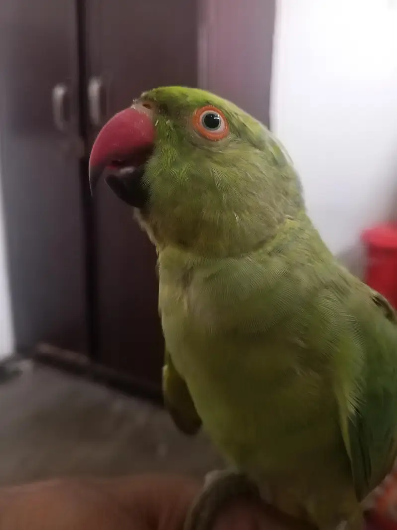 Ringneck Male — photo 5