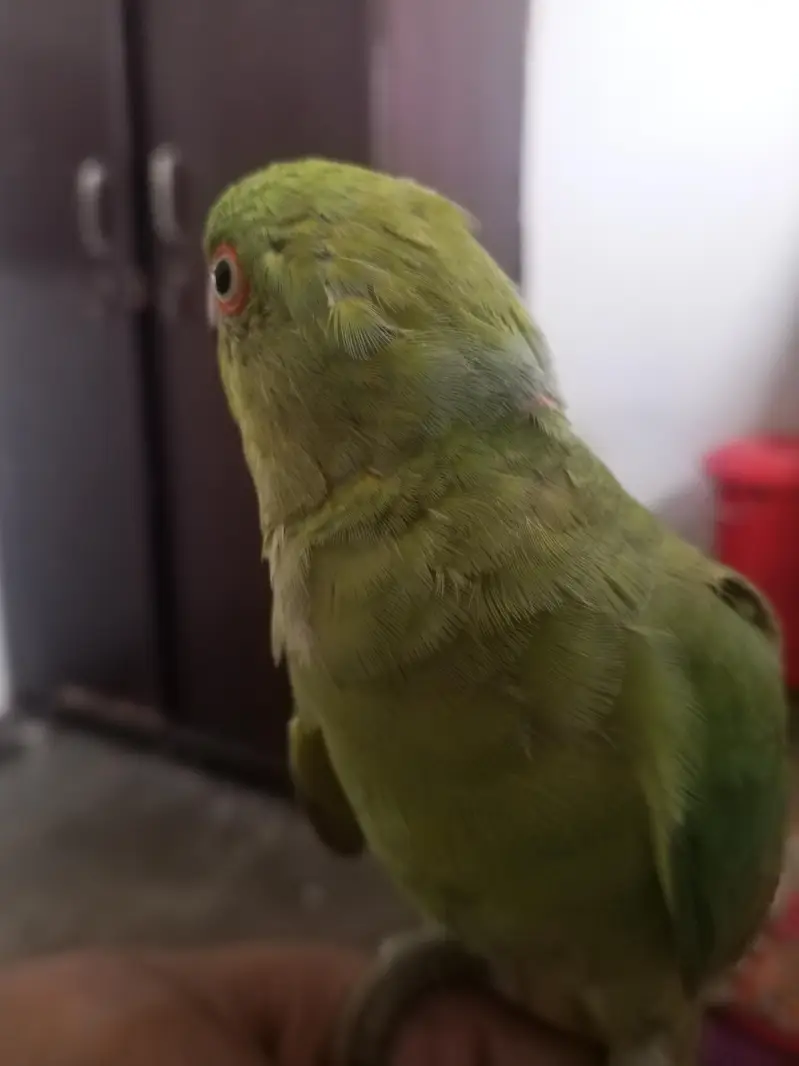 Ringneck Male — photo 6