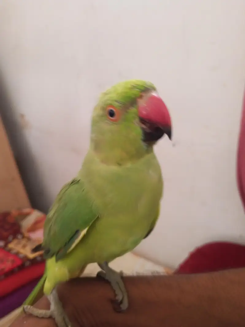 Ringneck Male — photo 7