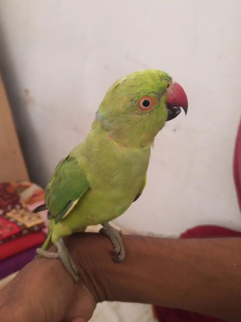 Ringneck Male — photo 8