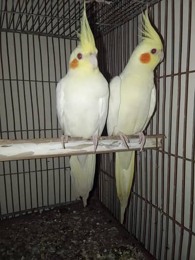 cream cocktail pair or 1 grey ka phata bhi ha with 1 portion cage