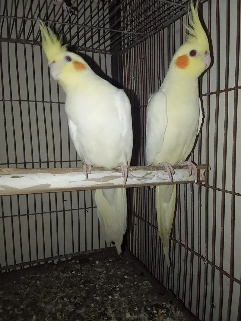 cream cocktail pair or 1 grey ka phata bhi ha with 1 portion cage — photo 2