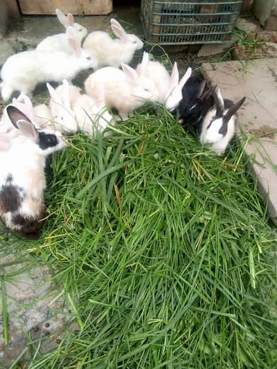 Ghar K Palay Hoye Desi Rabbits For Sale