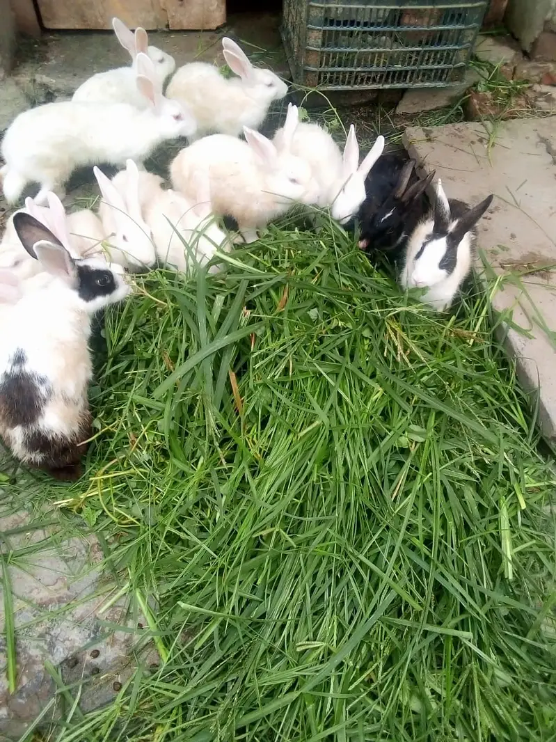 Ghar K Palay Hoye Desi Rabbits For Sale
