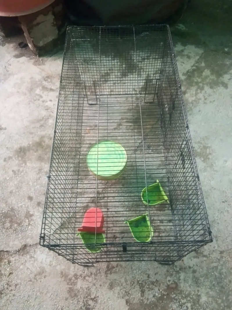 Ghar K Palay Hoye Desi Rabbits For Sale — photo 3