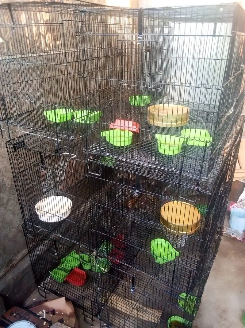 Ghar K Palay Hoye Desi Rabbits For Sale — photo 4
