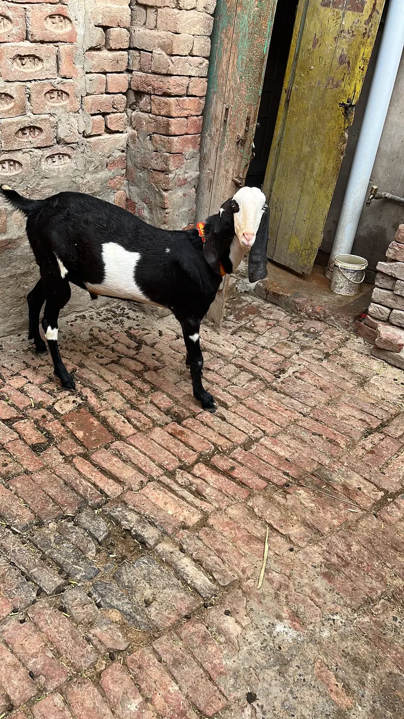 Ablak print Bakra Muhammad puri — photo 2