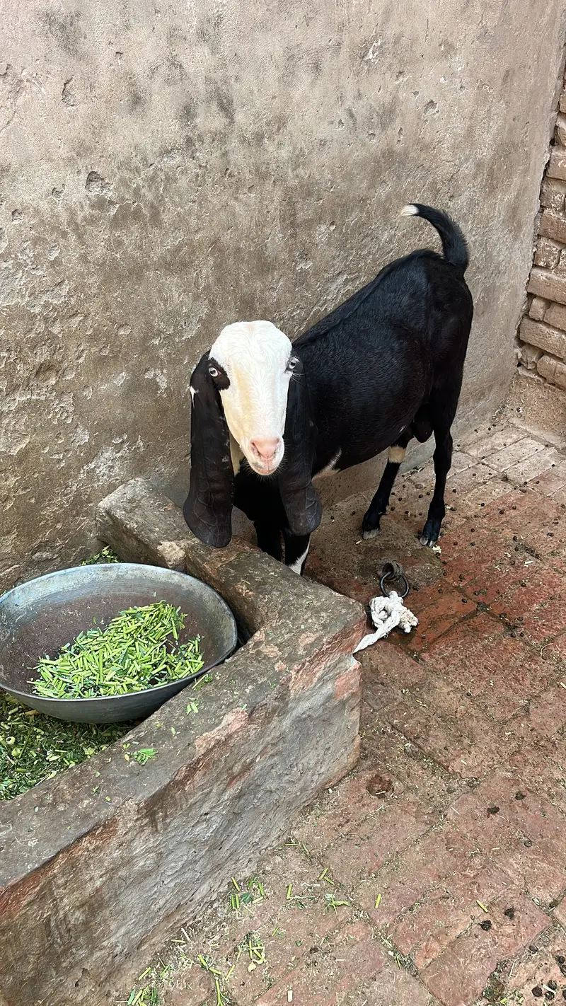 Ablak print Bakra Muhammad puri — photo 3