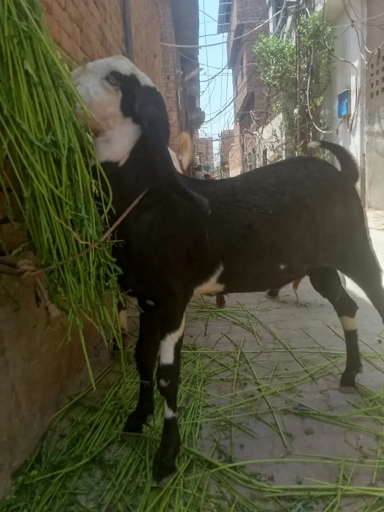 Ablak print Bakra Muhammad puri — photo 4