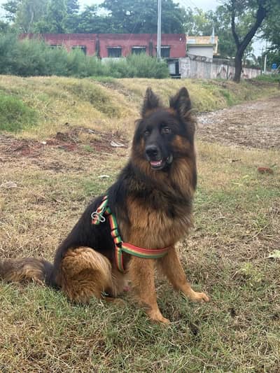German shephered | Gsd male | Double coated gsd | german shephered do