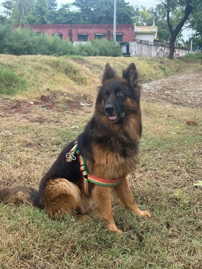 German shephered | Gsd male | Double coated gsd | german shephered do