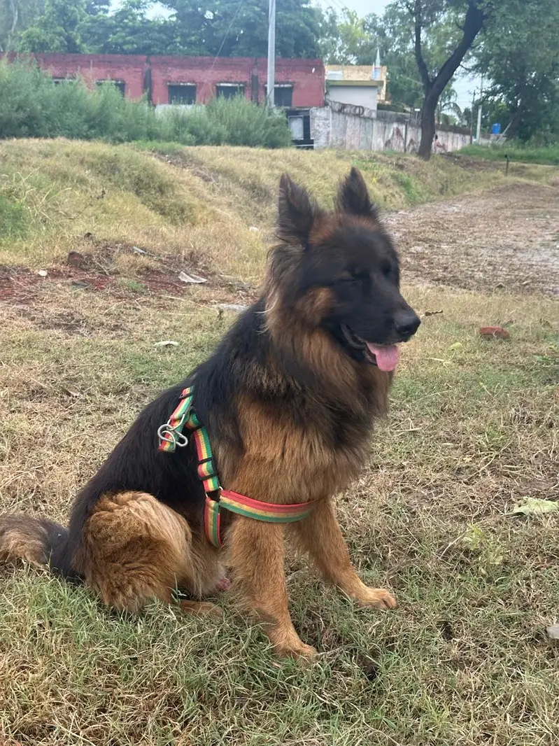 German shephered | Gsd male | Double coated gsd | german shephered do — photo 2