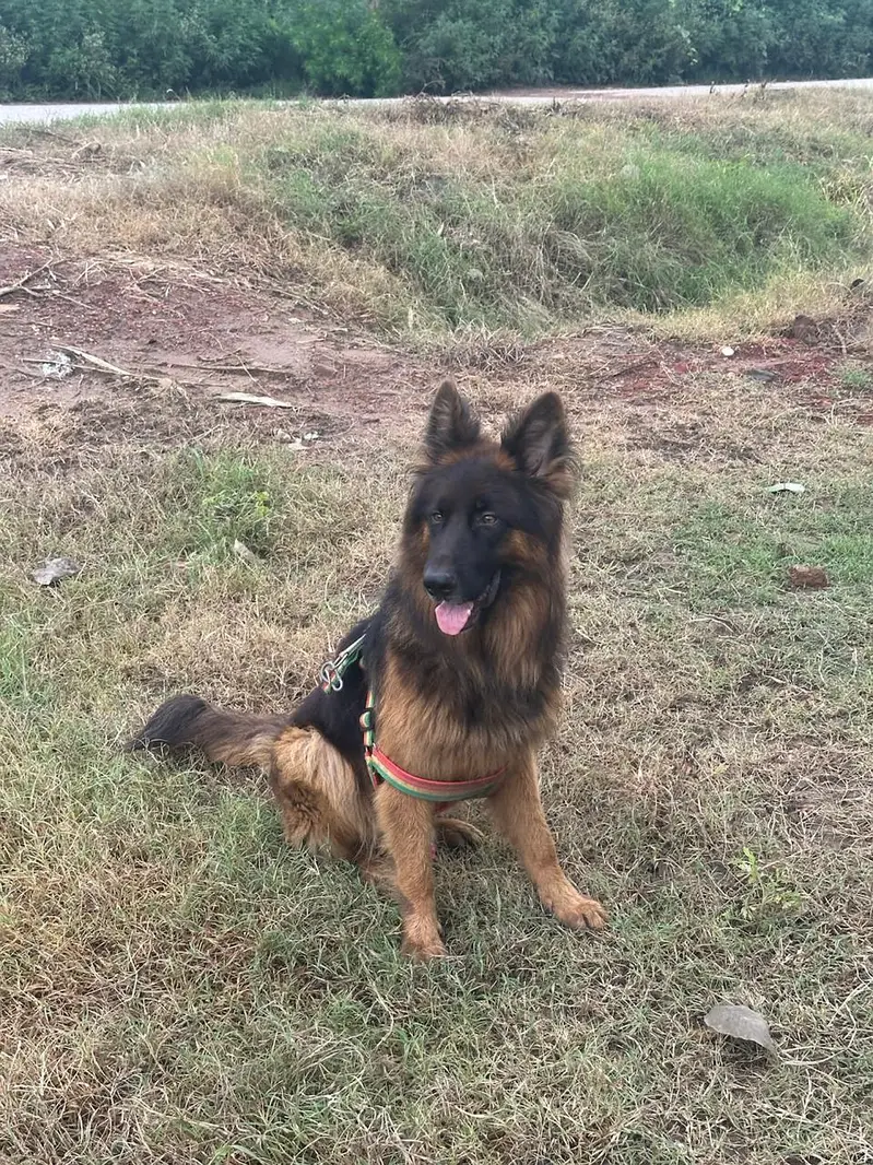 German shephered | Gsd male | Double coated gsd | german shephered do — photo 3