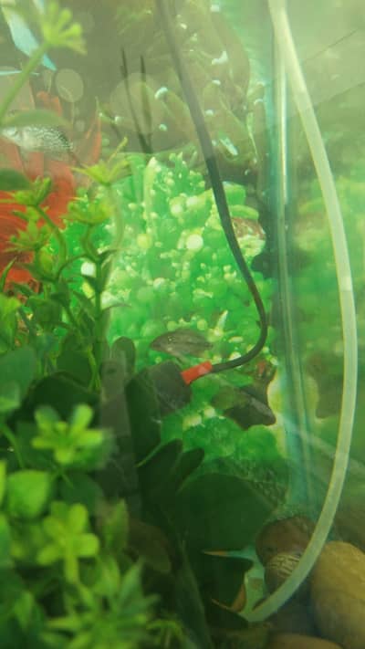 BABY KAMFA FLOWER HORN