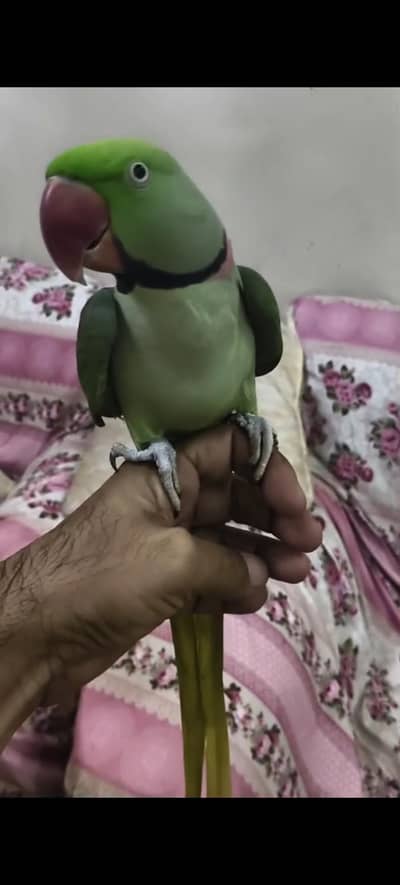 Raw Parrot pahari tota