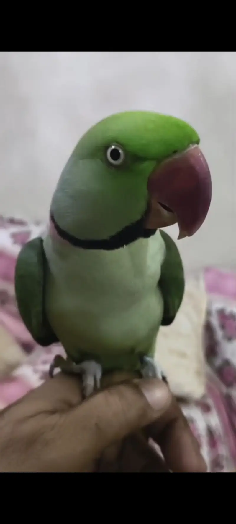 Raw Parrot pahari tota — photo 2