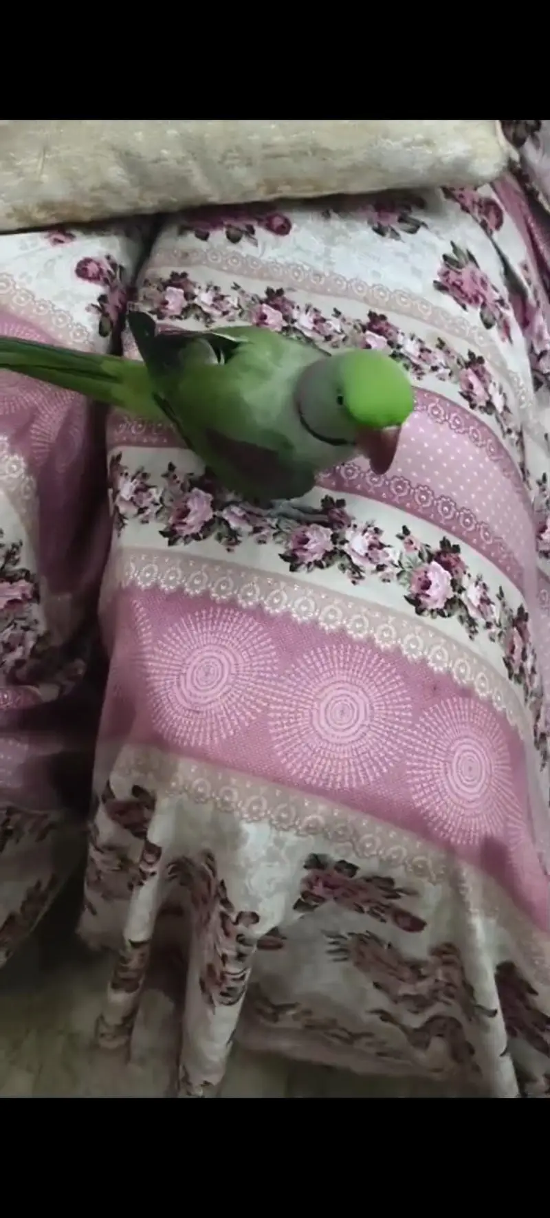 Raw Parrot pahari tota — photo 3