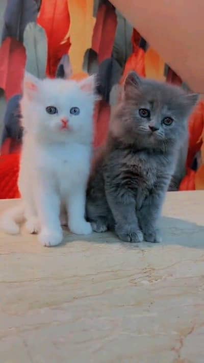 Persian cat for sale male or female my WhatsApp number32/53/13/39/55