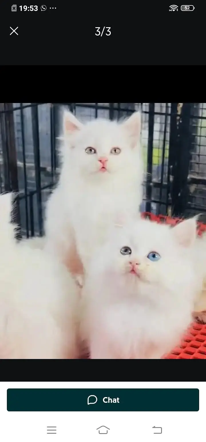 Persian cat for sale male or female my WhatsApp number32/53/13/39/55 — photo 3