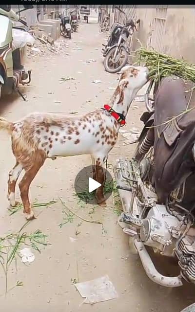 tota pori nasal ka bakra ,for sell