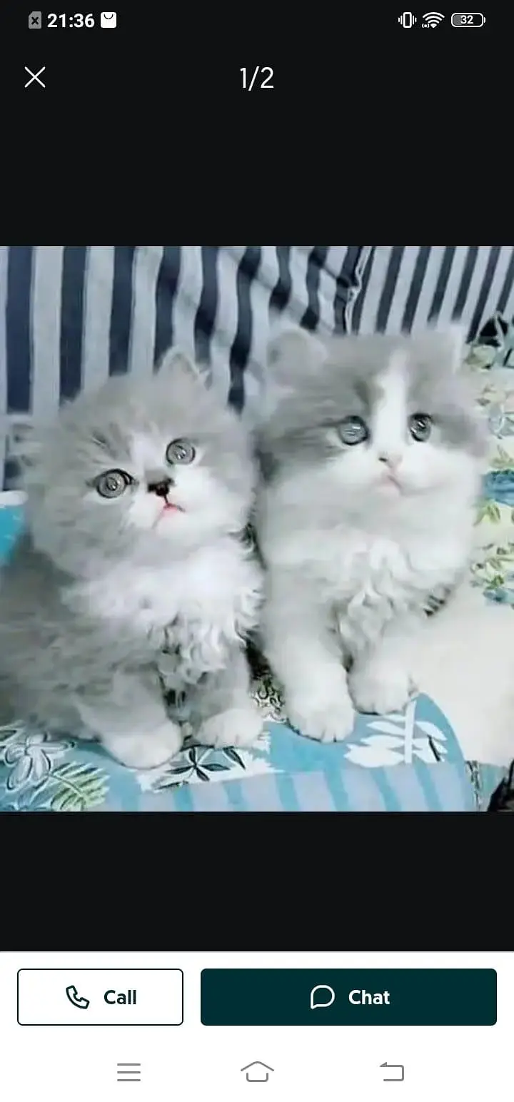 Persian cat for sale male or female my WhatsApp number32/53/13/39/55 — photo 2