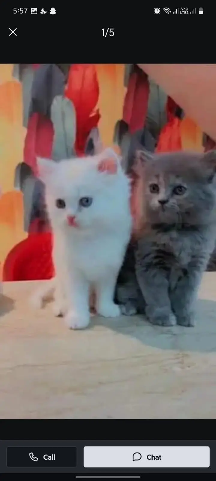 Persian cat for sale male or female my WhatsApp number32/53/13/39/55 — photo 3