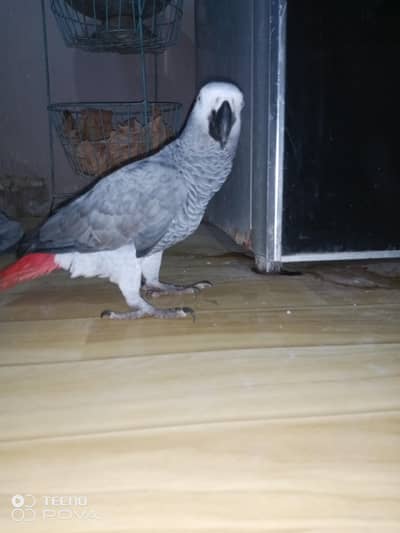 ASSALAMUALAIKUM YE GREY PARROT HAI MASHALLAH 3 YEARS KA HAI