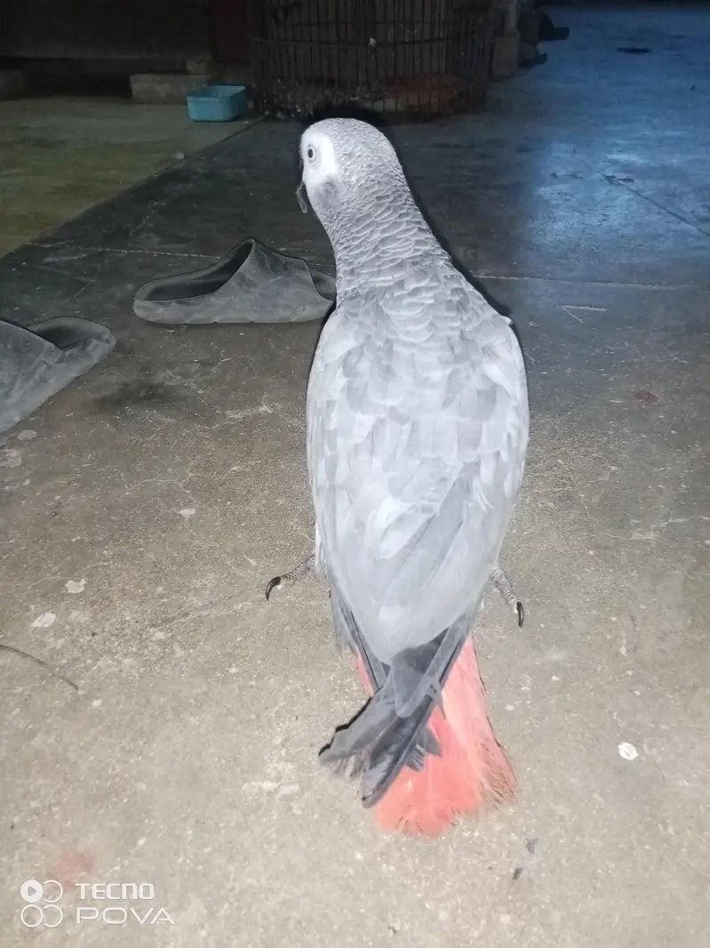 ASSALAMUALAIKUM YE GREY PARROT HAI MASHALLAH 3 YEARS KA HAI — photo 2