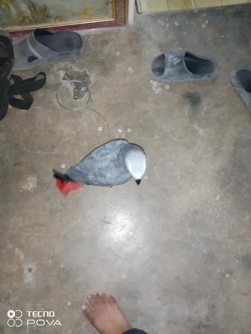 ASSALAMUALAIKUM YE GREY PARROT HAI MASHALLAH 3 YEARS KA HAI — photo 3