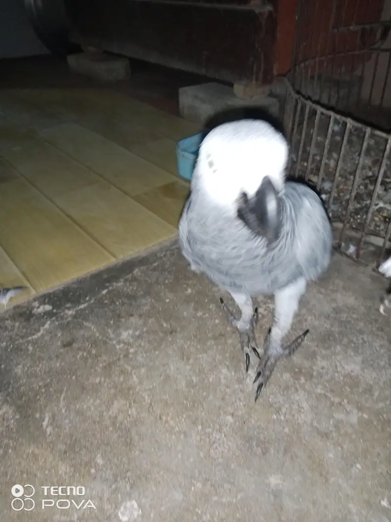 ASSALAMUALAIKUM YE GREY PARROT HAI MASHALLAH 3 YEARS KA HAI — photo 4