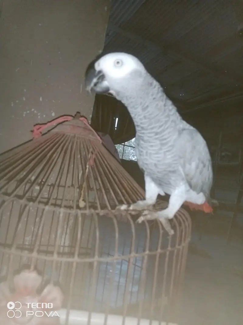 ASSALAMUALAIKUM YE GREY PARROT HAI MASHALLAH 3 YEARS KA HAI — photo 5