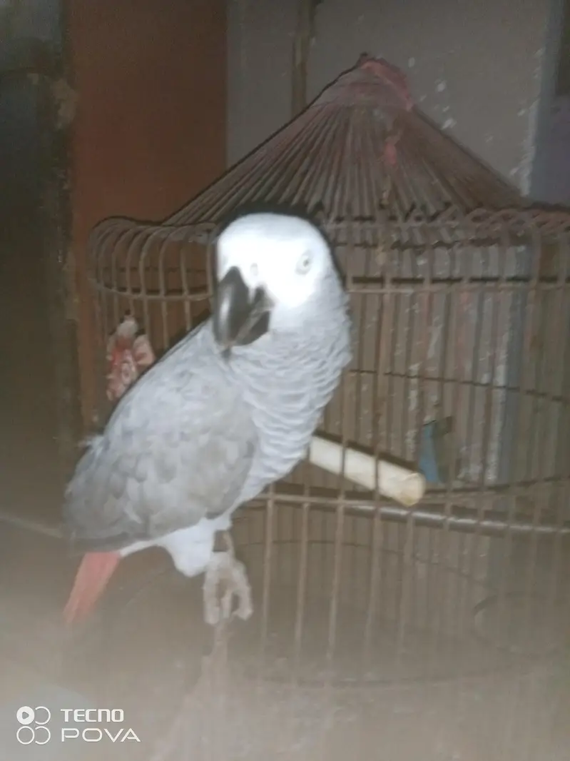 ASSALAMUALAIKUM YE GREY PARROT HAI MASHALLAH 3 YEARS KA HAI — photo 6