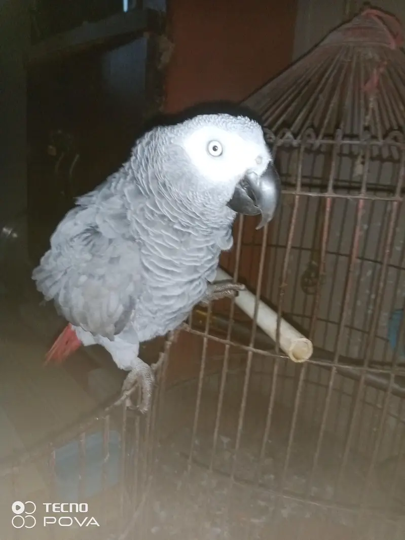 ASSALAMUALAIKUM YE GREY PARROT HAI MASHALLAH 3 YEARS KA HAI — photo 7