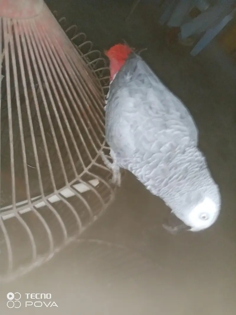 ASSALAMUALAIKUM YE GREY PARROT HAI MASHALLAH 3 YEARS KA HAI — photo 8